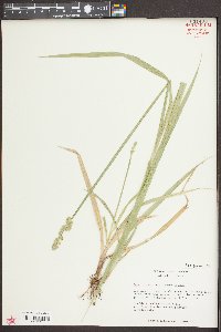 Carex stipata var. maxima image