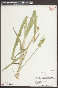 Carex stipata var. maxima image