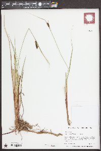 Carex striata image