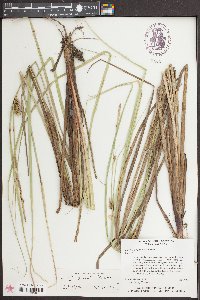 Carex striata image
