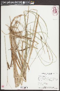 Carex striata image