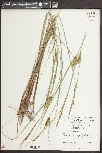 Carex striata image