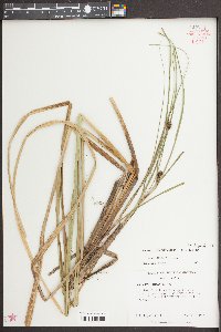 Carex striata image