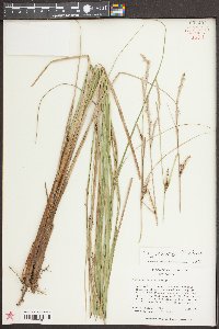 Carex striata image