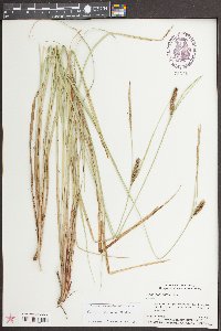 Carex striata image