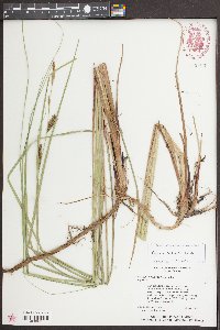 Carex striata image