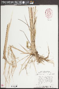 Carex striata image