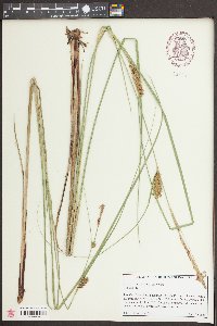 Carex striata var. striata image