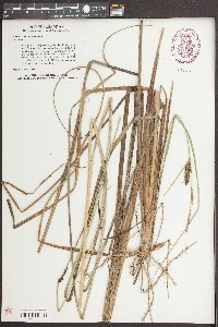 Carex striata image