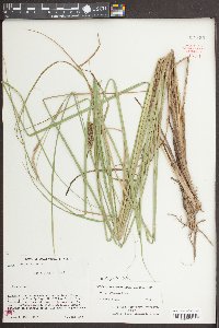 Carex striata image