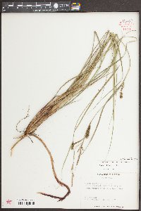 Carex striata image