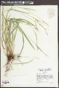 Carex striatula image