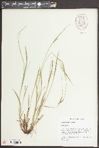 Carex striatula image