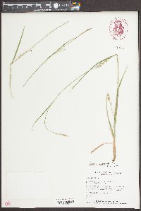 Carex striatula image