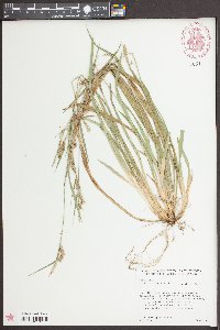 Carex striatula image