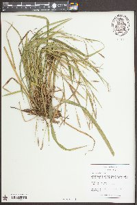 Carex striatula image