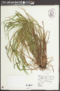 Carex striatula image