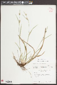 Carex styloflexa image
