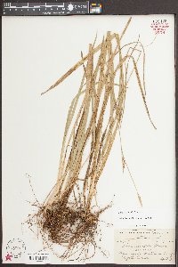 Carex styloflexa image