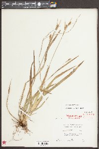 Carex styloflexa image