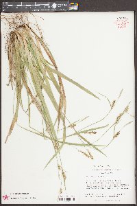 Carex styloflexa image