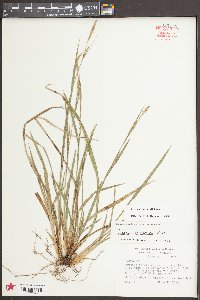 Carex styloflexa image