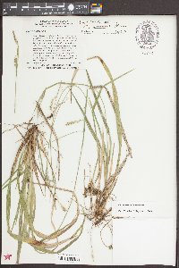 Carex styloflexa image