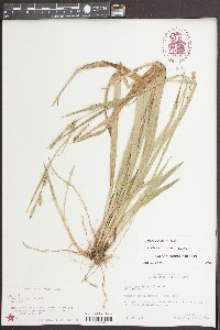 Carex styloflexa image