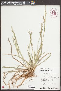 Carex styloflexa image