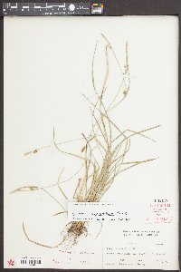 Carex styloflexa image