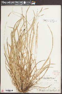 Carex styloflexa image