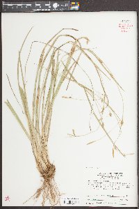 Carex styloflexa image