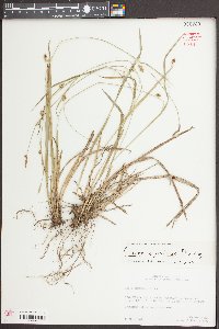 Carex styloflexa image