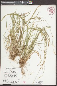 Carex styloflexa image