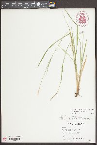 Carex styloflexa image