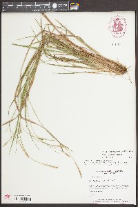 Carex styloflexa image
