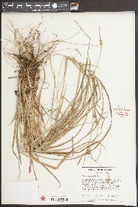 Carex styloflexa image