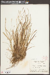 Carex styloflexa image