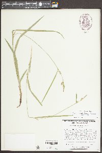 Carex styloflexa image