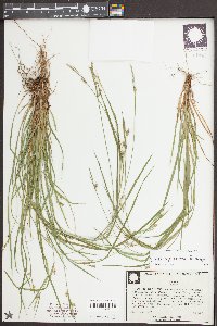 Carex styloflexa image