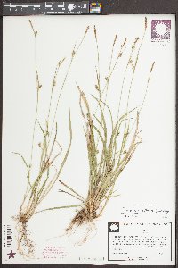 Carex styloflexa image