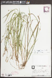 Carex styloflexa image