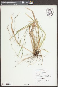 Carex styloflexa image
