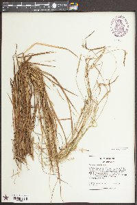 Carex styloflexa image