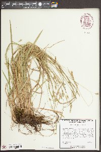 Carex styloflexa image