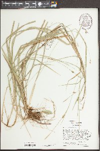 Carex styloflexa image