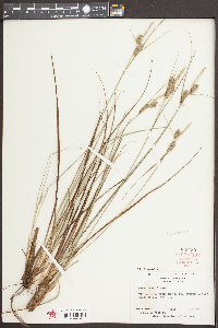 Carex tenax image