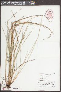 Carex tenax image