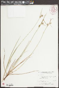 Carex tenax image