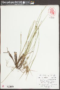 Carex tenax image